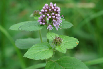 Closeup on a light purple flowering European water mint , Mentha aquatica © Henk