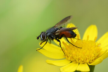 Closeup on a black and red hairy, tachinid fly, Eriothrix rufomaculatus, sitting on a yellow flower