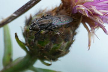 Closeup on a Locust blowfly, Stomorhina lunata a parasite fly on grasshoppers, sitting on knapweed against a white grey sky - obrazy, fototapety, plakaty