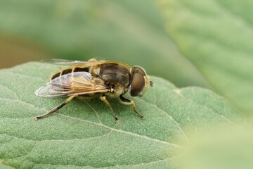 Closeup on a common drone fly, Eristalis tenax, sitting on a green leaf