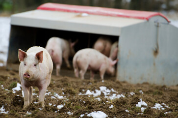 Danish pig farm in the countryside and with snow in Scandinavia. Organic pig farm outside in the snow.