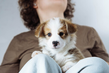 Portrait of amusing little brown white puppy of dog welsh pembroke corgi sitting on legs of unrecognizable woman. Pet.
