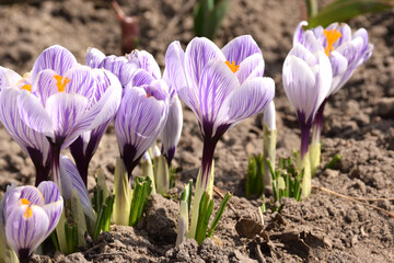 Group of striped purple crocus growing in the ground in early spring. Crocuses illuminated by the sun's rays, beautiful spring flowers, crocus flowers