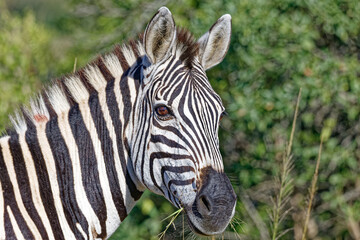 Steppenzebra