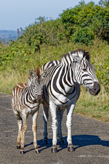 Steppenzebras