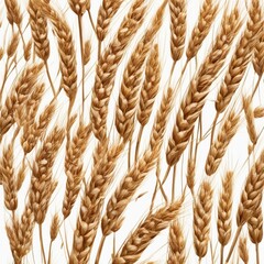 wheat ears isolated on white