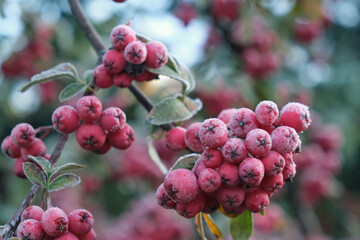 Bunches of rowanberry covered with hoarfrost. Rowan brunches under frost in Autumn season