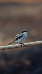 bird on a branch