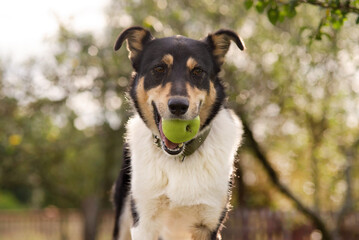Portrait of a dog with apple in autumn.