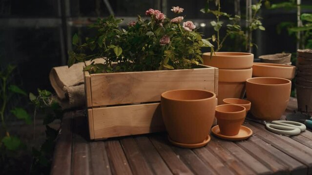 Close up of wooden pot with pink flower seedlings in it and empty pots on table in greenhouse with dark light