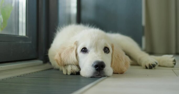 A cute puppy lies on an in-floor convector, warming up from the house heating system