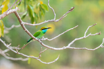 bee eater perched on branch