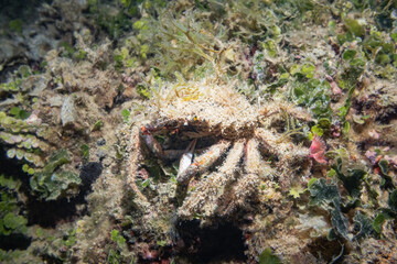 Lesser Spider Crab (Maja Crispata), Adriatic Sea, Mediterranean Sea, Croatia