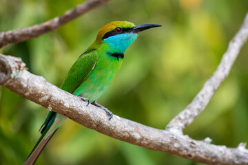 bee eater perched on branch