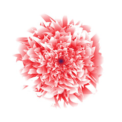 pink dahlia flower