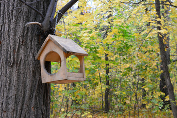 birdhouse hanging on the tree branch in the autumn park copy space