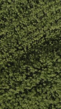 Hemp field on Austrian fields