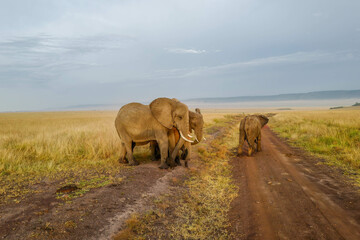 Amazing grassland savanna in Africa Kenya