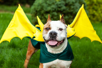 Portrait of an American pit bull terrier dressed in a dragon costume with horns and wings. Dragon...