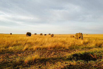 Obraz premium Amazing grassland savanna in Africa Kenya