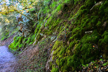 Vibrant green rural moss growing on side of hill