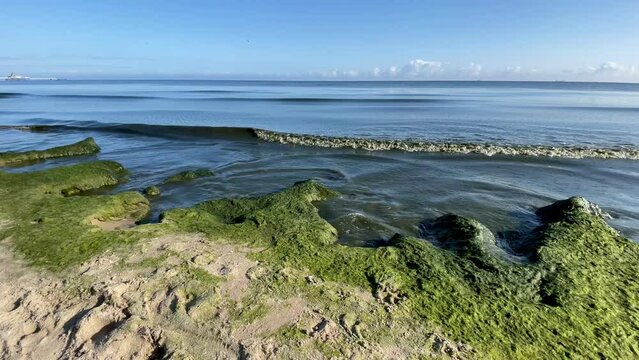 Klimaerw&auml;rmung - Algen am Strand