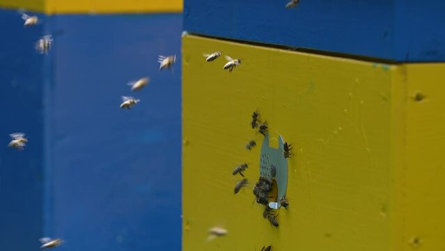 Honey bees fly next to the bee hive in the apiary to collect honey, close up. Beekeeping in countryside, slow motion