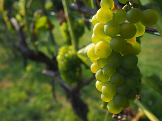Białe winogrona tuż przed zbiorem