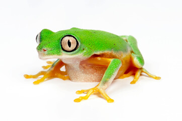 Lemur leaf frog  // Lemur-Laubfrosch (Agalychnis lemur) - Costa Rica