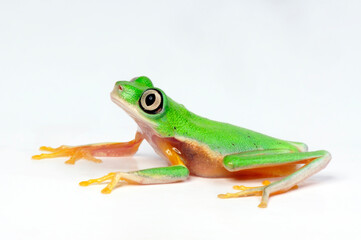 Lemur leaf frog  // Lemur-Laubfrosch (Agalychnis lemur) - Costa Rica