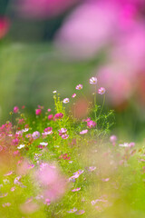 秋の黒姫高原に咲くコスモスの花畑