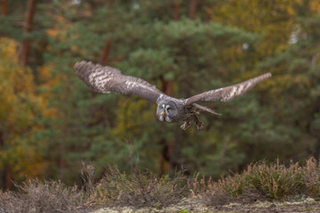 Flying Eurasian Tawny Owl, Strix aluco, with nice green blurred forest in the background. Action wildlife scene from the European nature.