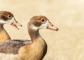 Portrait of an gosling  Egyptian goose (Alopochen aegyptiaca) against a light background
