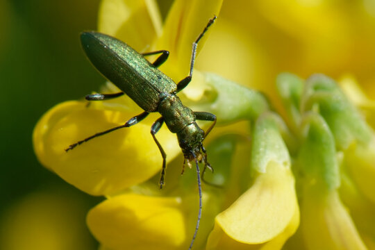Chrysanthia - Oedemeridae
