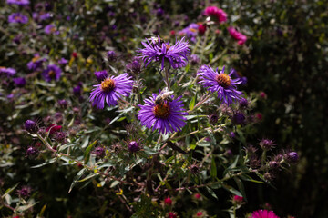 harvest time for the bees in the beautiful flower garden
