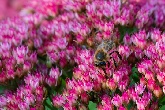 Honey bee or European honey bee (Apis mellifera) on flowers of orpine (Hylotelephium telephium), family Crassulaceae.