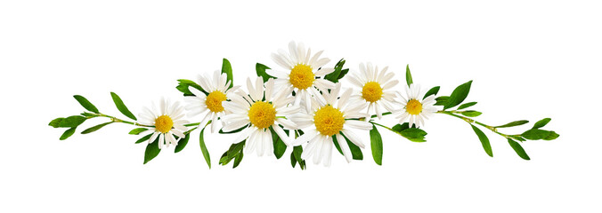 Daisy flowers and green grass in a floral line arrangement isolated on white or transparent...