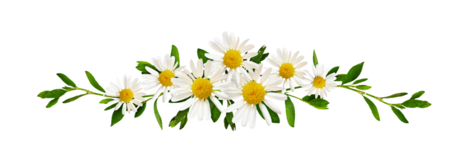 Daisy flowers and green grass in a floral line arrangement isolated on white or transparent background