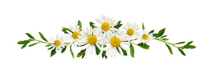 Poster Im Rahmen Daisy flowers and green grass in a floral line arrangement isolated on white or transparent background © Ortis