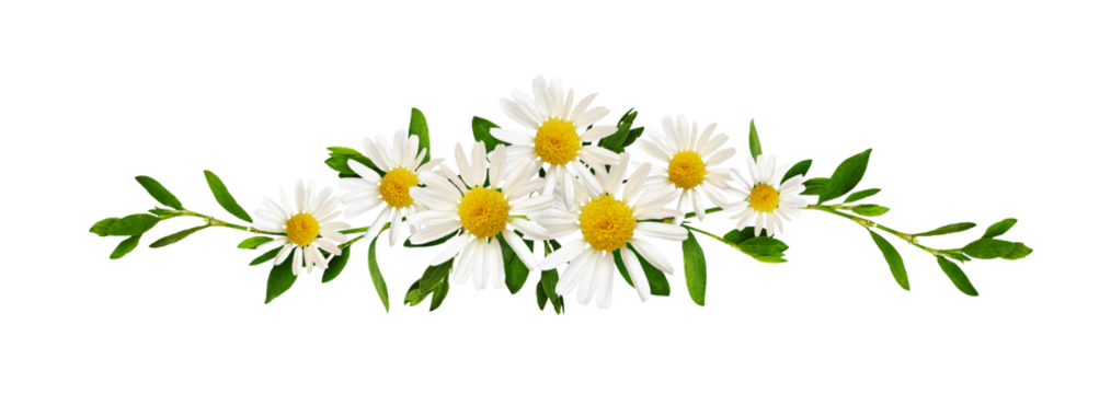Daisy flowers and green grass in a floral line arrangement isolated on white or transparent background