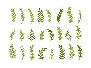 Set of floral abstract design elements. Leaves, branches. Vector illustration.