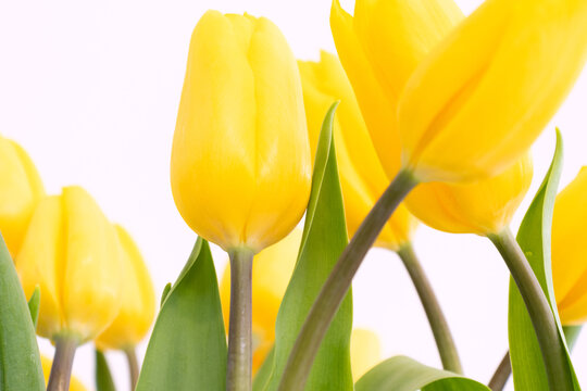 Detalle de tulipanes holandeses amarillos en fondo blanco