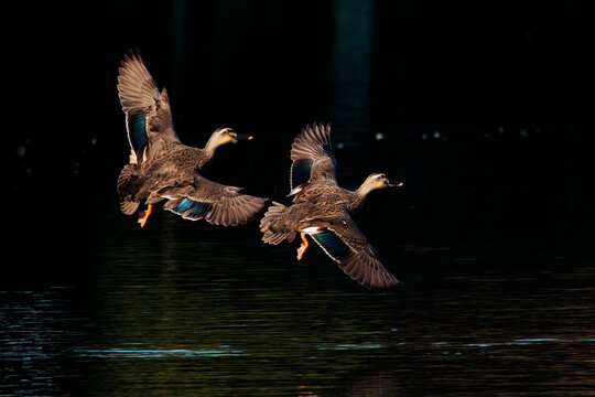 Eastern spot-billed duck (Anas zonorhyncha)