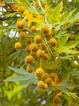 An kleinen Zweigen der Ahornbl&auml;ttrigen Platane (Platanus &times; hispanica) h&auml;ngen mehrere runde Fr&uuml;chte.