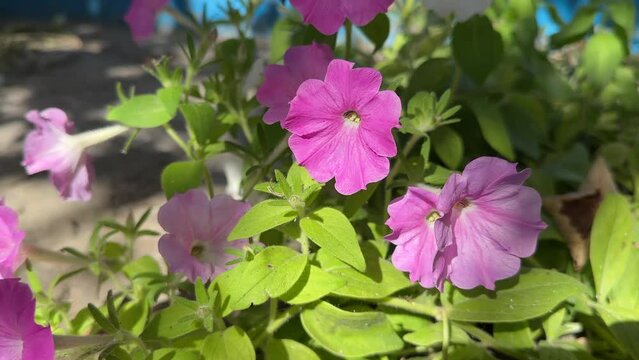 pink pitunia flowers in a city park macro