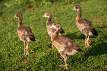 Young Egyptian goslings go to the water