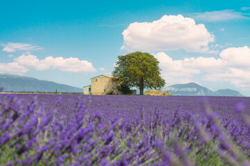 Valensole village and lavender flowers field. Provence, France