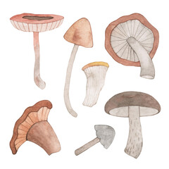 Collection of watercolor mushrooms. Brown orange pastel colors. Autumn forest harvest. Hand drawn.