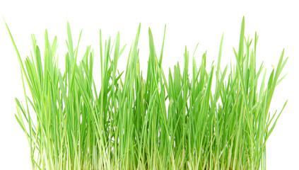Green grass isolated on a white.