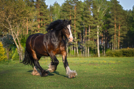 irish tinker horse trotting on a field